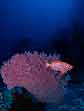 Raja Ampat Diving 2004 -  Bigeye Fish