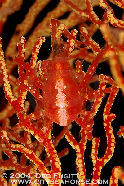 Red Spider Crab, Misool, Raja Ampat Indonesia