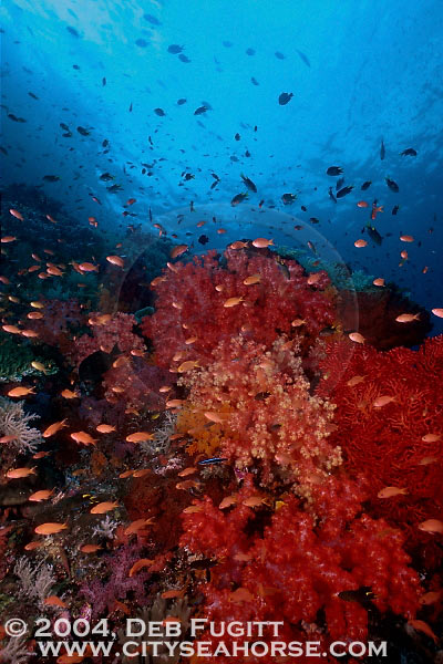 Corals and Anthias, Indonesia Diving