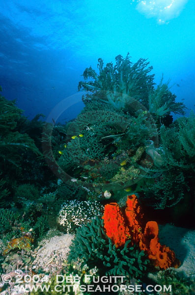 Coral Gardens, Indonesia Diving