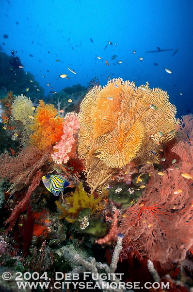 Coral Scene, Irian Jaya Indonesia