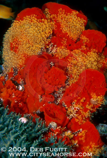 Red Orange Tube Sponges with Tunicates
