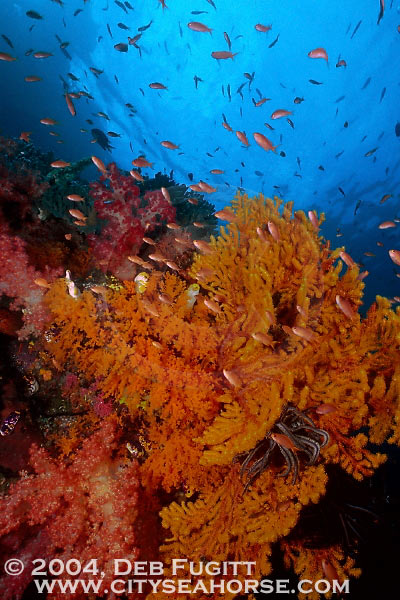 Corals and Anthias