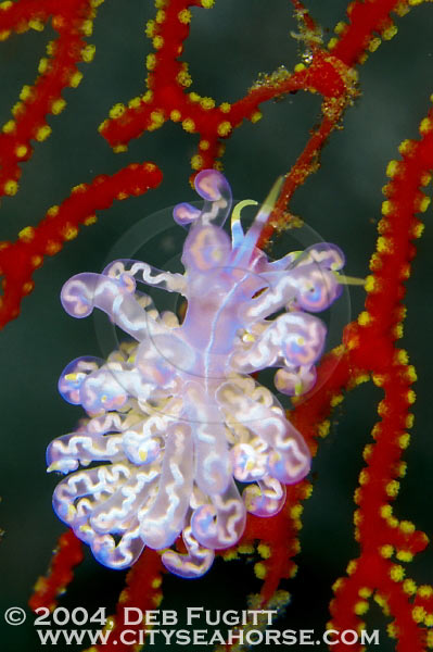 Unusual nudibranch, Diving Irian Jaya Island
