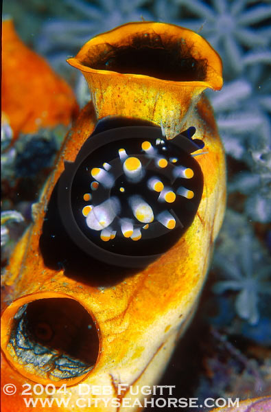 Juvenile Egg Cowrie, Cypraea ovum, Irian Diving, Rajah Ampat