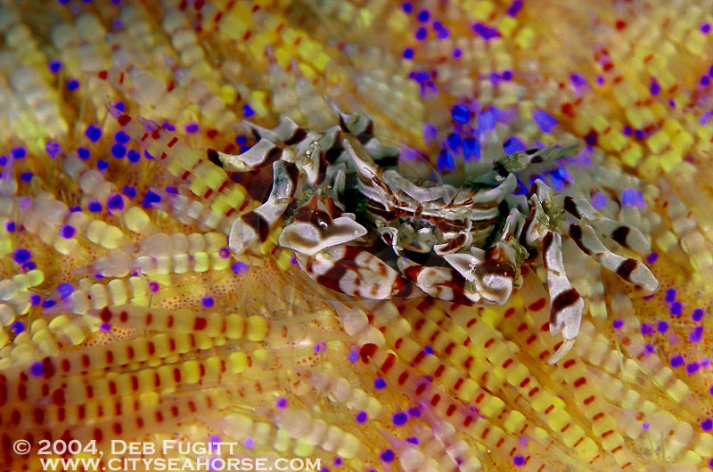 Zebra Crab in Fire Urchin, Irian Jaya Diving