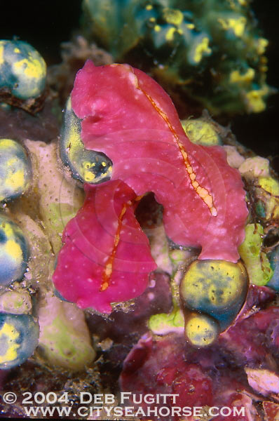 Flatworms, Night Dive, Papua Indonesia