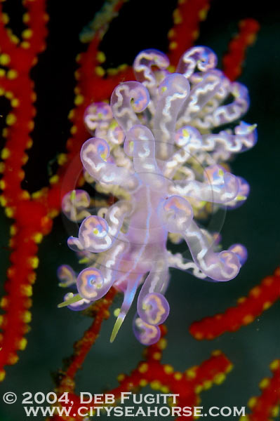 Phyllodesmium nudibranch, Diving Raja Ampat Islands