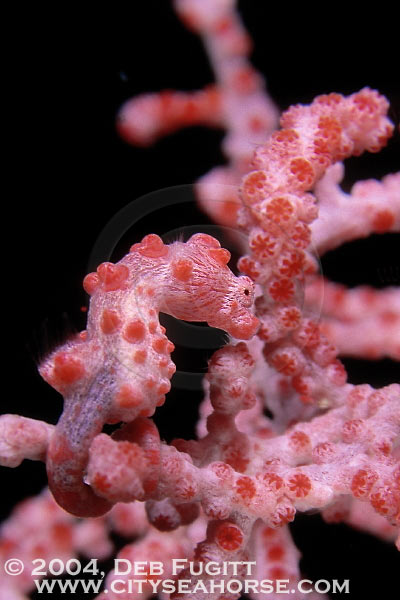Raja Ampat Pygmy Seahorse