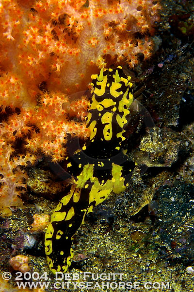 Nudibrach, Notodoris gardineri, Papua Diving
