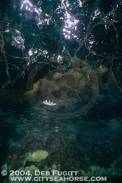 Archerfish, Over and Under Photography, Irian Jaya, Papua, Indonesia.
