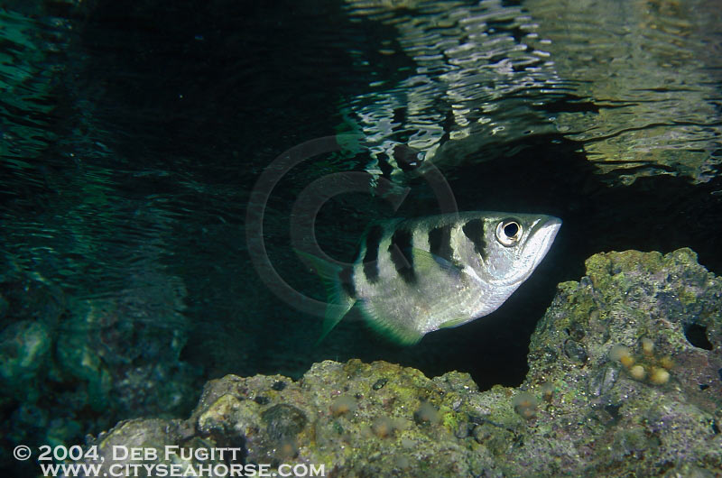 Archerfish, Waigeo, Papua Indonesia