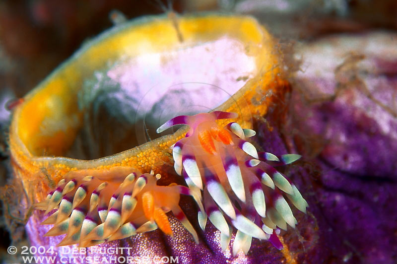 Two Nudibranchs - Raja Ampat Diving Pictures