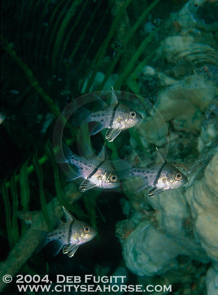 Polkadot Cardinalfish - Raja Empat Diving