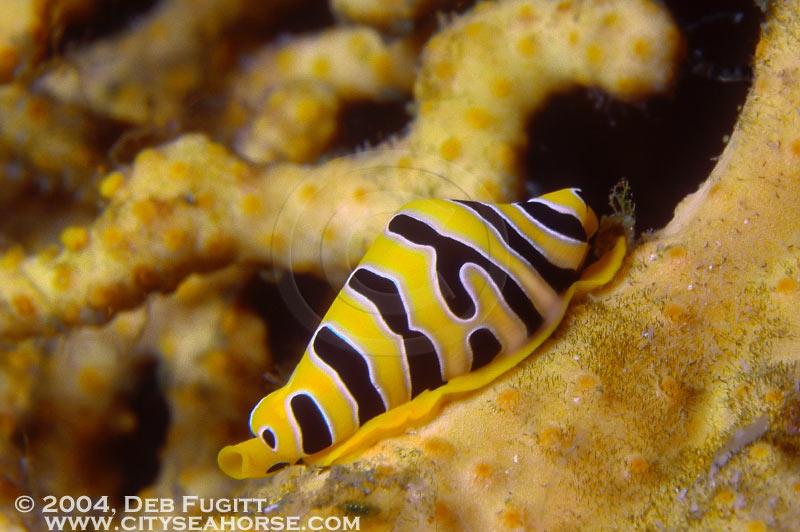 Allied Tiger Cowrie, Papua Indonesia Diving