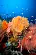 Coral Scene, Irian diving Indonesia