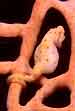 Pygmy Seahorse Backside, "Plucked Chicken"