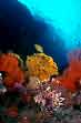 Misool Lionfish, Papua Diving Diving