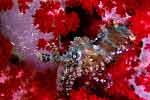 Saron Shrimp, Red Soft Corals