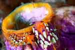 Two Nudibranchs - Raja Ampat Diving Pictures