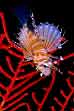 Lionfish and Red Gorgonian, Waigeo