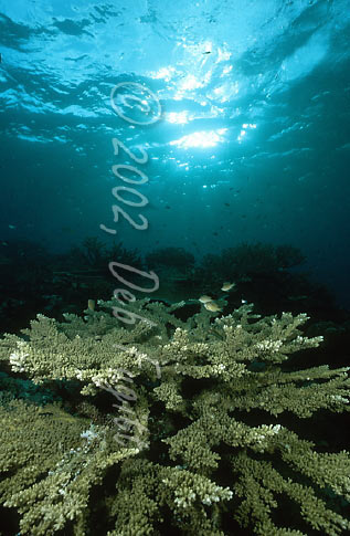 Raja Ampat Photos - Hard Corals