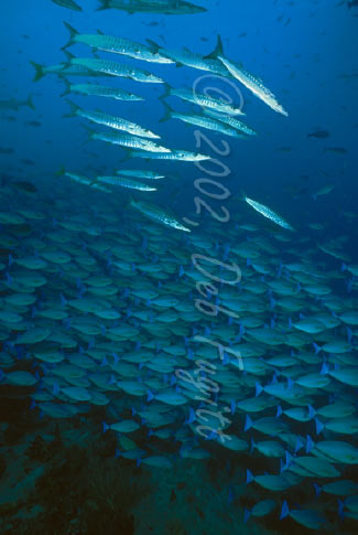 Raja Ampat Underwater photography -  Barracuda & Surgeonfish