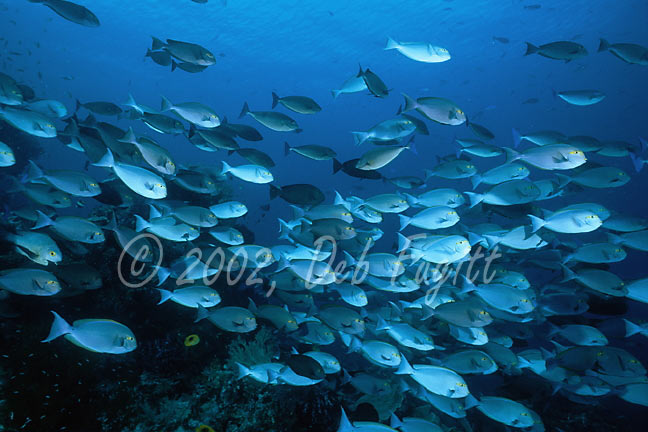 Raja Ampat Underwater photos -  Schooling Fish, Surgeonfish