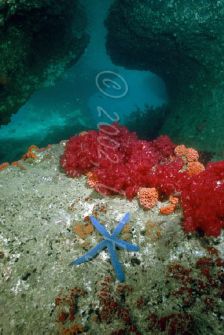 Raja Empat Underwater Pictures, Five Rocks