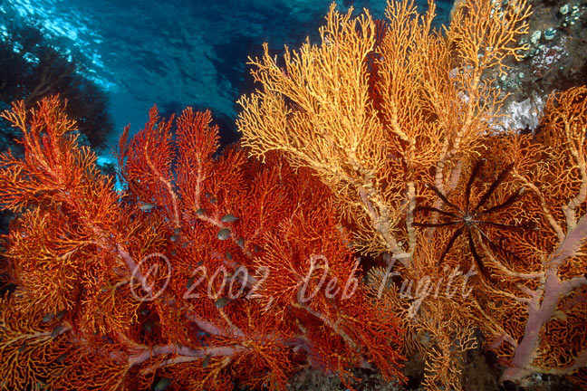 Irian Jaya Underwater Photos, Mike's Point Corals