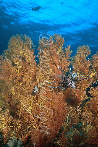 Irian Jaya Underwater Photos, Sardine Reef Lionfish