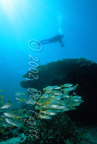 Irian Jaya Underwater Photography, Mios Kon Table Coral