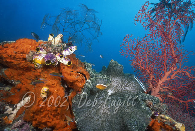 Underwater Pictures, Raja Ampat Five Rocks