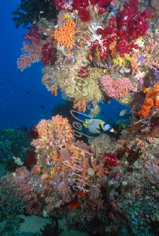 Sardine Reef, Raja Ampat Photographs