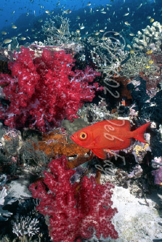 Red Fish Scene, Raja Ampat, Irian Jaya Indonesia