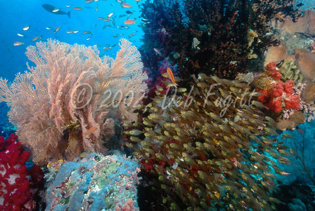 Golden Sweepers & Corals,  Irian Jaya Indonesia Underwater Photos