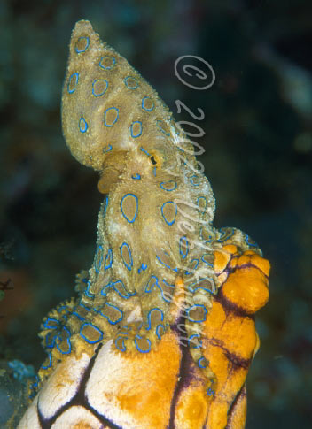 Blue-Ring Octopus Photograph