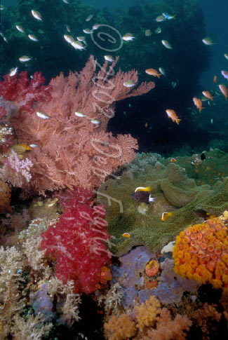 Mike's Point Reef Scene, West Papua Indonesia