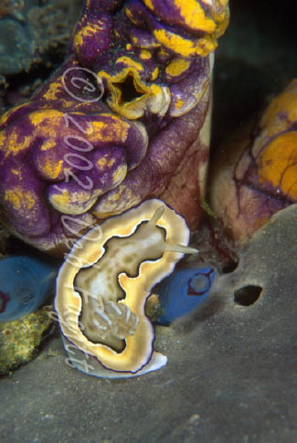 Chromdoris Coi Nudibranch, Raja Ampat Islands, Indonesia