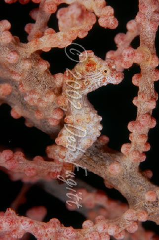 Pygmy Seahorse Picture
