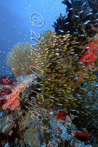 Raja Ampat Reef Scene - Chicken Reef