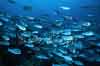 Raja Ampat Underwater photos -  Schooling Fish, Surgeonfish