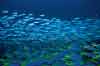 Raja Ampat Underwater photography -  Two Species Schooling Fish, Fusiliers