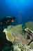 Wobbegong Shark and Diver Photo, Raja Ampat