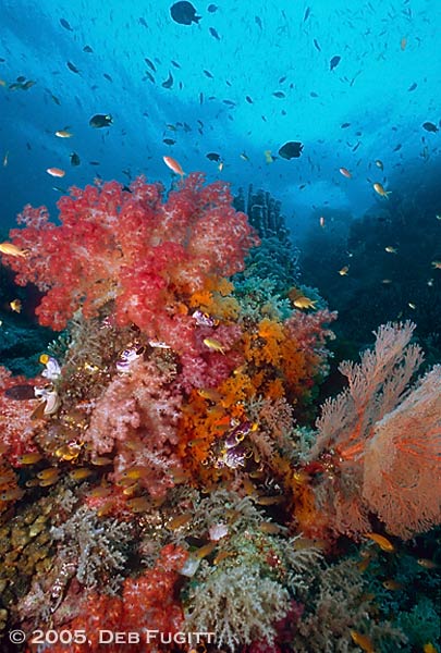 Soft Coral, Cardinalfish