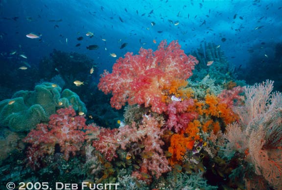 Typical Raja Ampat Reef Scene