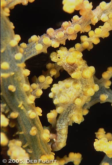 Yellow Pygmy Seahorse - Papua Dive Sites