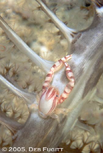 Sea Pen Crab - Raja Ampat