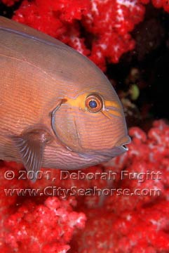 Surgeonfish Portrait