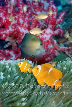 Reef Fish - Scientific Surveys